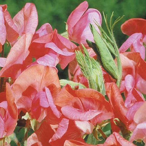 Sweet Pea Miss Willmott Flower Seeds