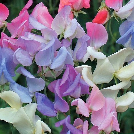 Sweet Pea Elegant Ladies Flower Seeds