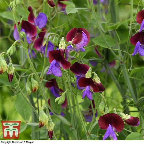 Sweet Pea Matucana Flower Seeds