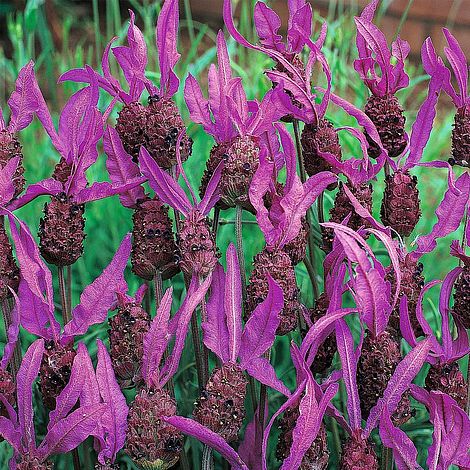 Lavender French Flower Seeds