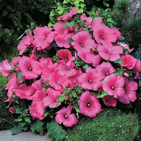 Lavatera Twins Hot Pink Flower Seeds
