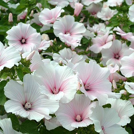 Lavatera Dwarf Pink Blush Flower Seeds