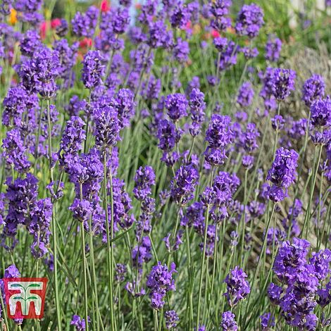 Lavender Munstead Dwarf Flower Seeds