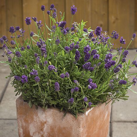 Lavender Mini Blue Flower Seeds