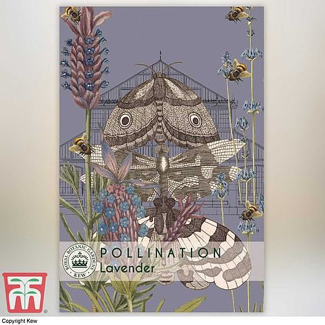 Lavender Munstead Flower Seeds