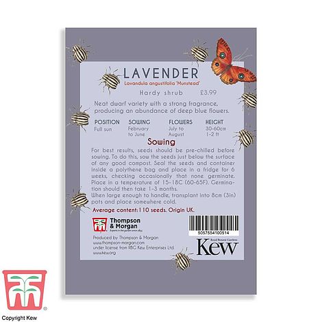 Lavender Munstead Flower Seeds