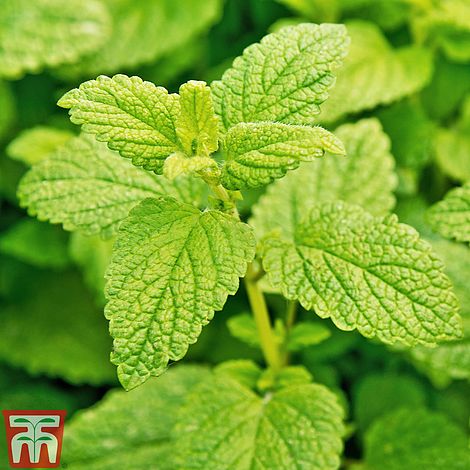 Lemon Balm Herb Seeds