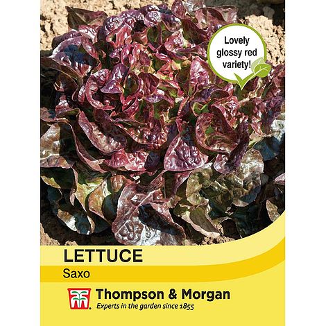 Lettuce Saxo Seeeds