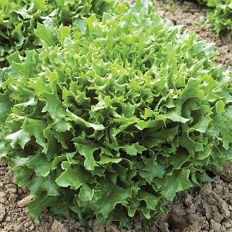 Lettuce Mazur Seeds