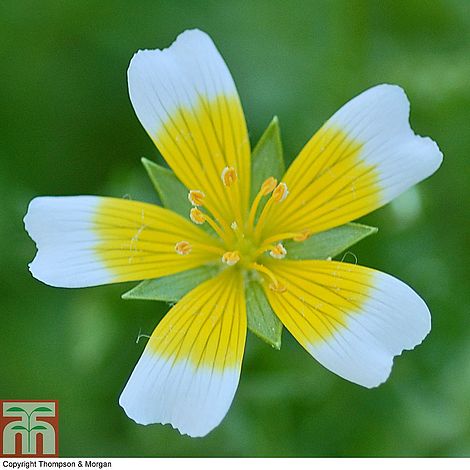 Poached Eggs Flower Seeds