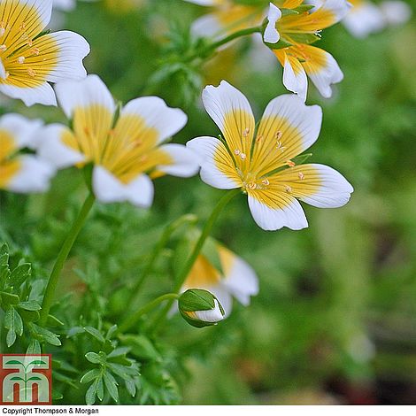 Poached Eggs Flower Seeds