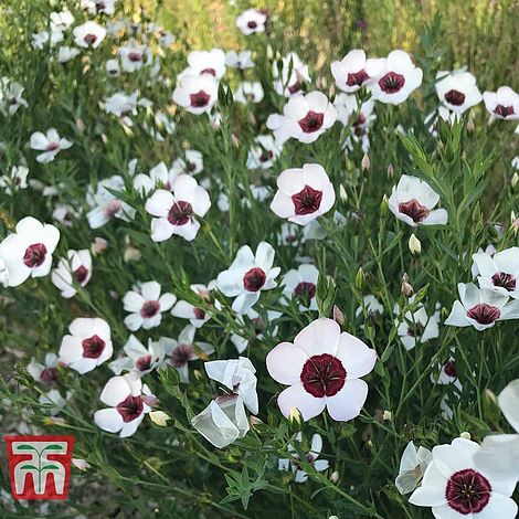 Linum Bright Eyes Flower Seeds