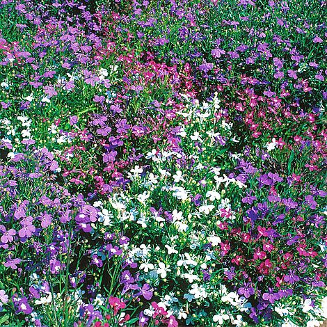 Lobelia String of Pearls Mixed Flower Seeds