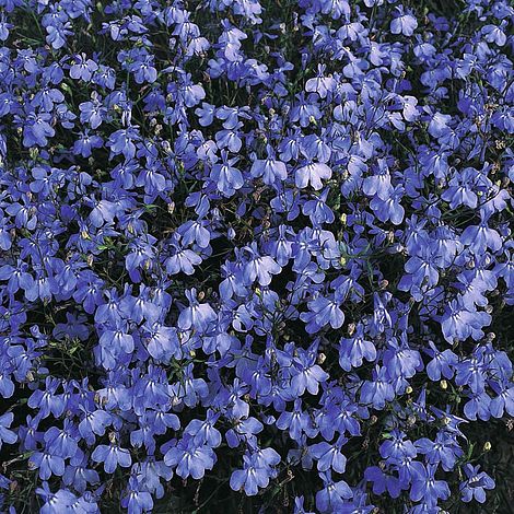 Lobelia (Trailing) Blue Cascade Flower Seeds