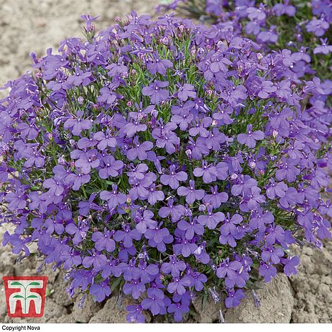 Lobelia Crystal Palace Flower Seeds