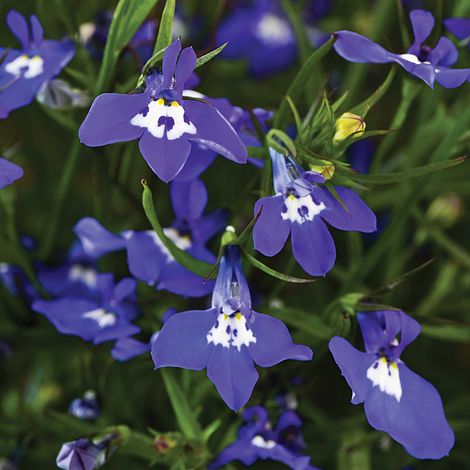 Lobelia (Trailing) Sapphire Cascade Flower Seeds