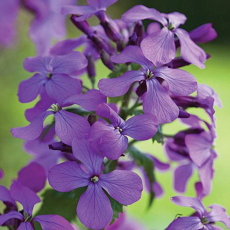 Honesty Lunaria Annua Flower Seeds