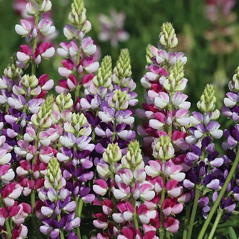 Lupin Avalune Mixed Flower Seeds