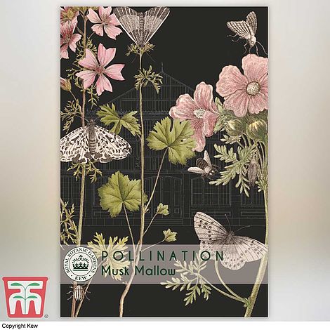 Musk Mallow Flower Seeds