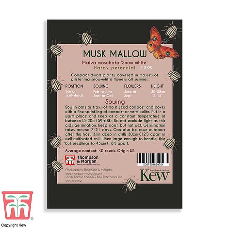 Musk Mallow Flower Seeds