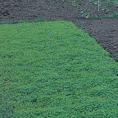 Green Manure Vegetable Seeds