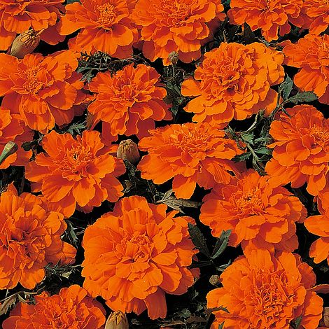 Marigold Durango Tangerine F1 Hybrid Flower Seeds
