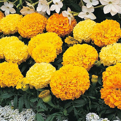 Marigold Sunspot Mixed Flower Seeds