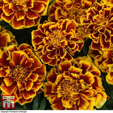 Marigold Colossus Flower Seeds