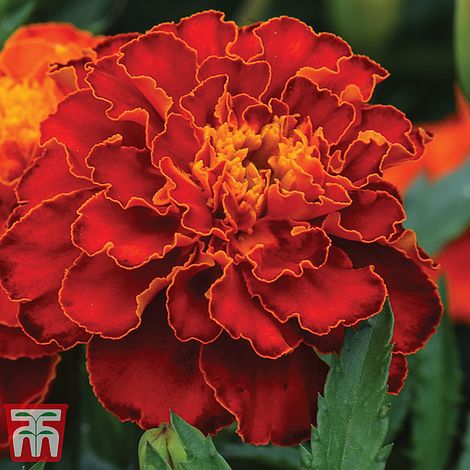 Marigold Scarlet Sophie (French) Flower Seeds