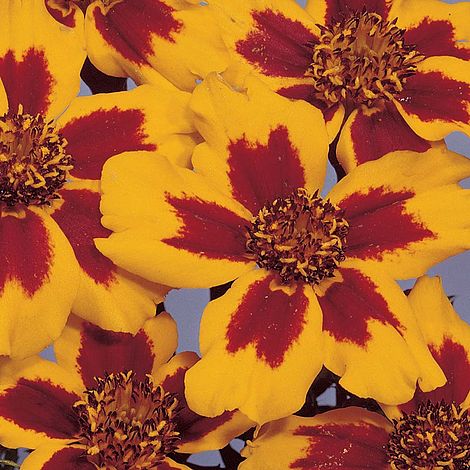 Marigold Naughty Marietta (French) Flower Seeds