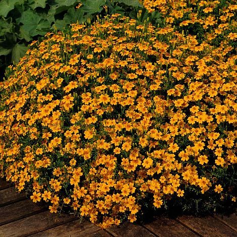 Tagetes Golden Gem Flower Seeds