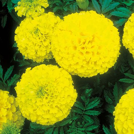 Marigold Discovery Yellow Flower Seeds