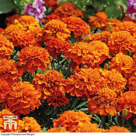 Marigold Fireball Flower Seeds