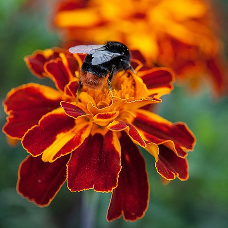 Marigold Konstance (French) Flower Seeds