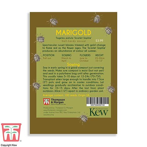 Marigold Scarlet Sophie Flower Seeds