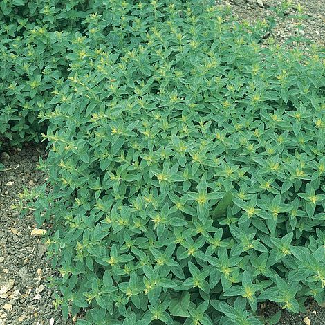 Marjoram Sweet Herb Seeds