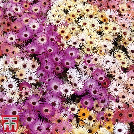 Mesembryanthemum Magic Carpet Mixed Flower Seeds