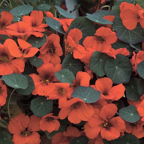Nasturtium Princess of India Flower Seeds