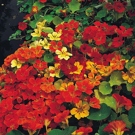 Nasturtium Climbing Mixed Flower Seeds