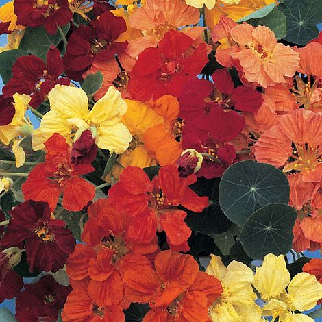 Nasturtium Dwarf Compact Mixed Flower Seeds