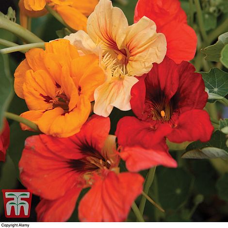 Nasturtium Tom Thumb Mixed Flower Seeds