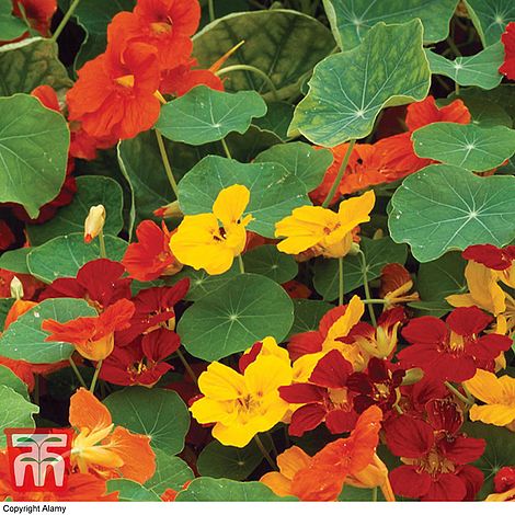 Nasturtium Whirlybird Mixed Flower Seeds