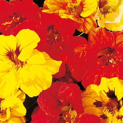 Nasturtium Double Gleam Mixed Flower Seeds