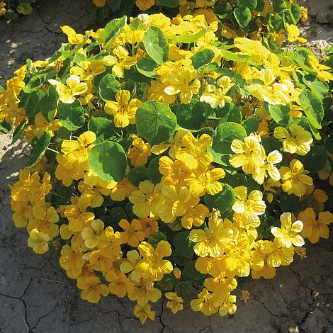 Nasturtium Banana Split Flower Seeds
