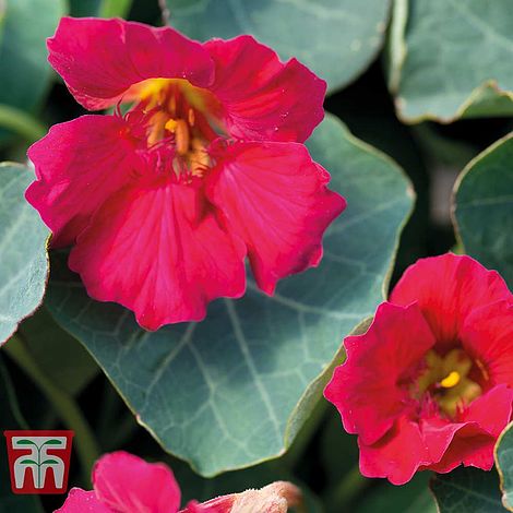 Nasturtium Baby Deep Rose Flower Seeds