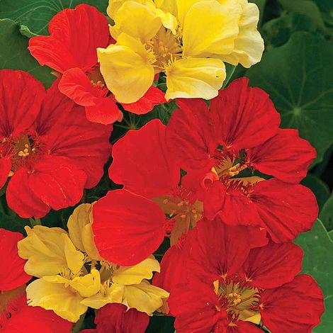 Nasturtium Bolero Mixed Flower Seeds