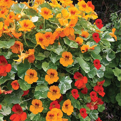 Nasturtium Firebird Flower Seeds