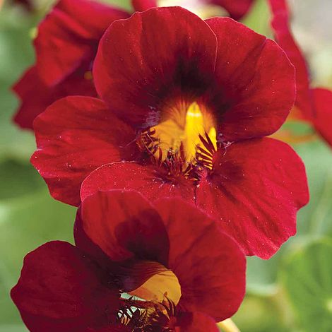 Nasturtium Crimson Emperor Flower Seeds