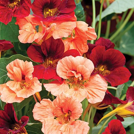 Nasturtium Rumba Mixed Flower Seeds