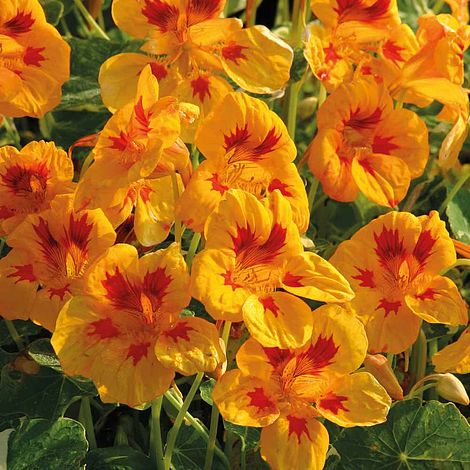 Nasturtium Troika Spotty Dotty Flower Seeds